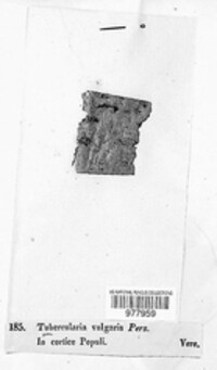 Tubercularia vulgaris image